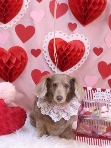 20240224桃ちゃん